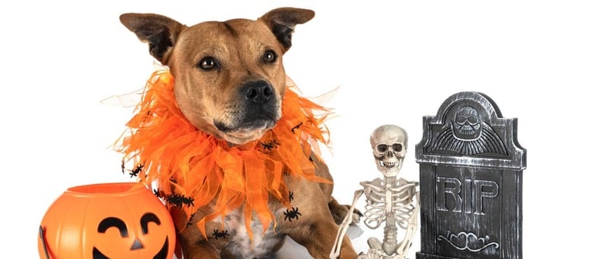 Códigos descuento Tiendanimal
